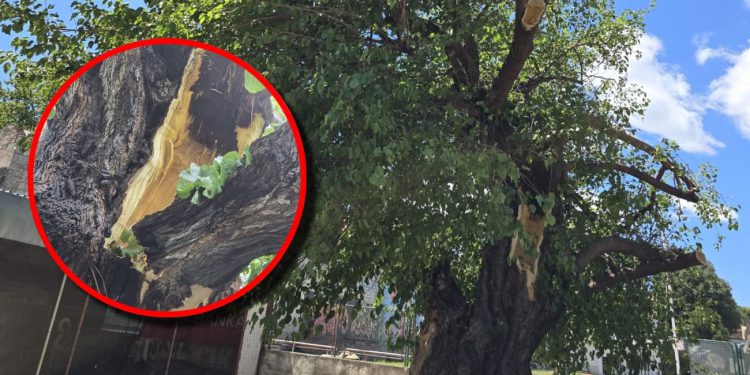 Stogodišnja hajdučka murva oštećena u nevremenu, ali još se drži