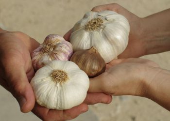 Stotine tona luka uvoze se u BiH, iako ga možemo sami proizvesti