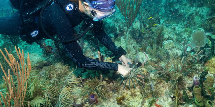 Transplantacija koralja mogla bi pomoći spasiti ikonične grebene Miamija od klimatskih promjena