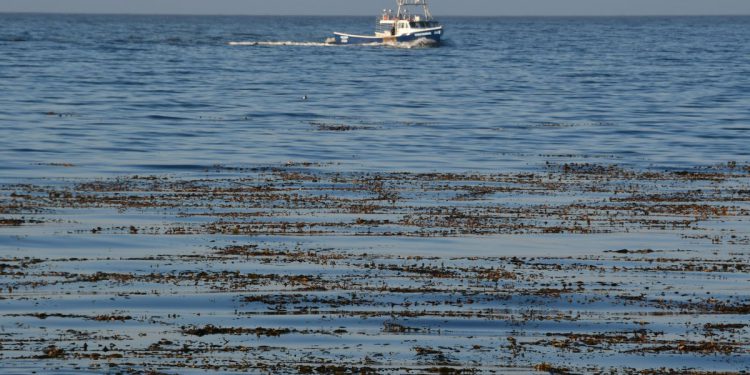 Tri mrtvaca u Kaliforniji nakon sudar u maloj zrakoplovu u blizini zaljeva Monterey, kaže obalna straža