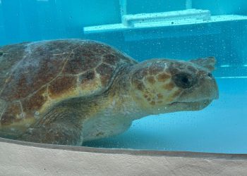 Trudna morska kornjača vraća se u ocean s Floride nakon tretmana za štrajk čamca