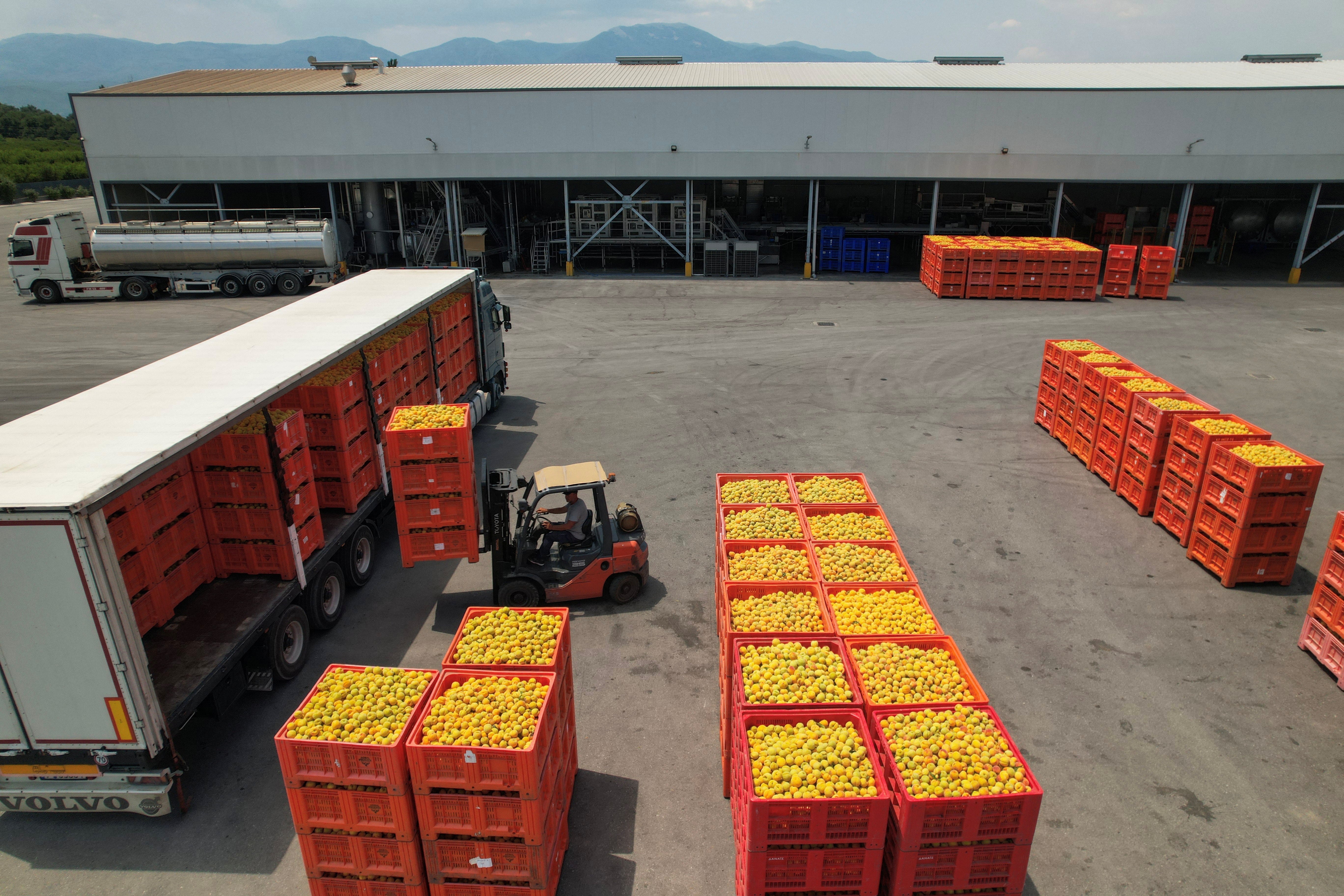 U sanducima iz Forklift -a ispred breskve izvan tvornice voća, u Ano Zervochori, u blizini Naoussa, Grčka, 15. srpnja 2025. Reuters/Alexandros Avramidis