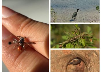 U proteklih sedam dana u NP „Krka“ uočeno preko dvadeset i pet novih vrsta!