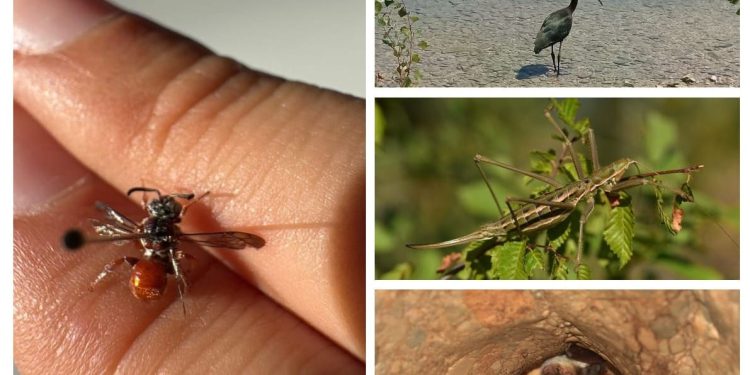 U proteklih sedam dana u NP „Krka“ uočeno preko dvadeset i pet novih vrsta!