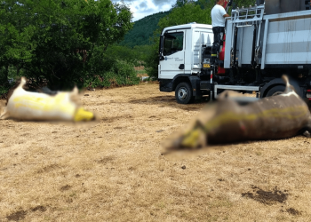 UZNEMIRUJUĆE Misteriozni pomor stoke u Zagori: “U deset dana ostao sam bez 11 krava!”