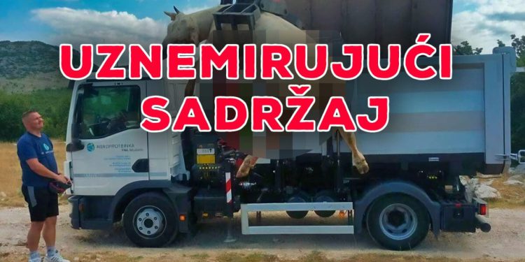 Užasni prizori na Svilaji, stočari su u očaju zbog novog pomora stoke, otkrili su na što sumnjaju: “Danas je uginulo pet beštija, dva bika i tri krave”