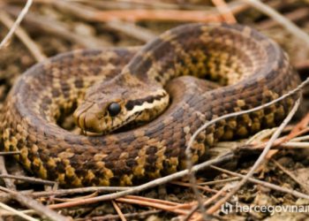 VIDEO Ima li BiH dovoljno seruma protiv zmijskog otrova?