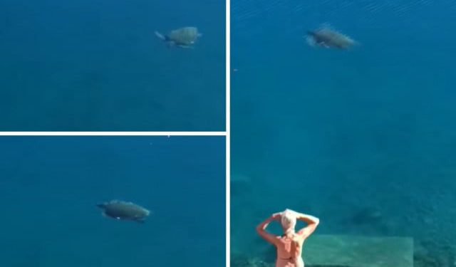 VIDEO Morska kornjača u Neumu oduševila posjetitelje, uživala uz samu plažu