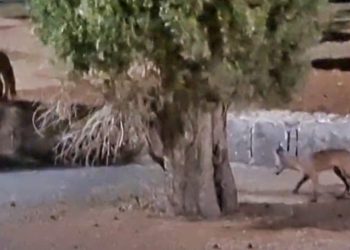 VIDEO Neobični noćni posjetitelji na splitskom groblju: “Mačka ih je zbunjeno promatrala sa zida”