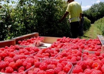 VIDEO Suša smanjila prinose malina za 30 posto. malinari traže veću podršku