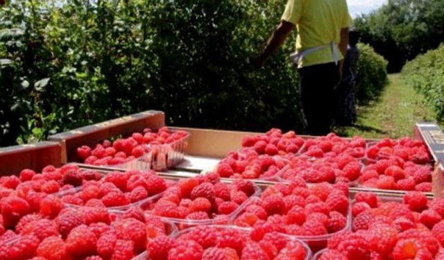 VIDEO Suša smanjila prinose malina za 30 posto. malinari traže veću podršku