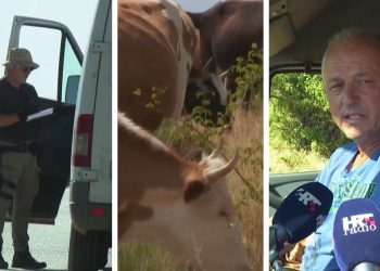 VIDEO Tisuće doza cjepiva stigle u Dalmatinsku zagoru: Proglašeni bedrenički distrikti, počelo cijepljenje