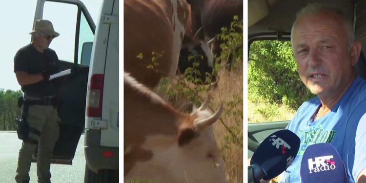 VIDEO Tisuće doza cjepiva stigle u Dalmatinsku zagoru: Proglašeni bedrenički distrikti, počelo cijepljenje