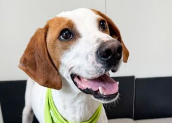 Veseo, razigran, ali nenametljiv: Otto je pravi mali gospodin i traži dom