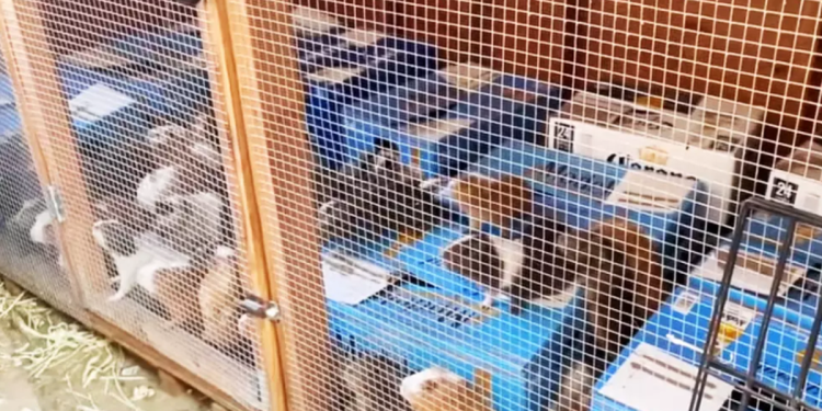 Više od 400 zamorca pronađenih u Hoarder’s Los Angelesu, kaže dobrotvorna organizacija za životinje