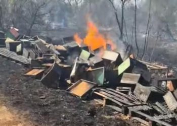Vodičkom pčelaru u požaru kod Đevrsaka izgorjelo gotovo 40 košnica. Šteta je ogromna: ‘Ovo je drugi put u tri godine’