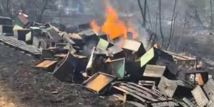 Vodičkom pčelaru u požaru kod Đevrsaka izgorjelo gotovo 40 košnica. Šteta je ogromna: ‘Ovo je drugi put u tri godine’