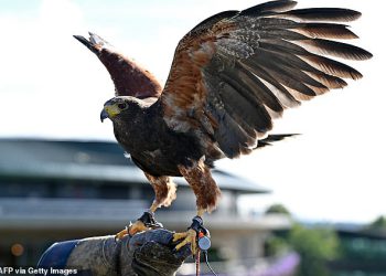 Wimbledon je pogodio krizu sukcesije kao njihov ikonični jastreb, Rufus, ne uspijeva se uzgajati usred pitanja je li gay