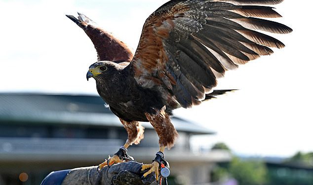Wimbledon je pogodio krizu sukcesije kao njihov ikonični jastreb, Rufus, ne uspijeva se uzgajati usred pitanja je li gay
