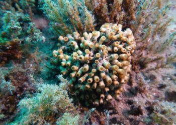 Zaklada za okoliš dalmatinskih otoka pokrenula crowdfunding kampanju za zaštitu koralja na otoku Ižu