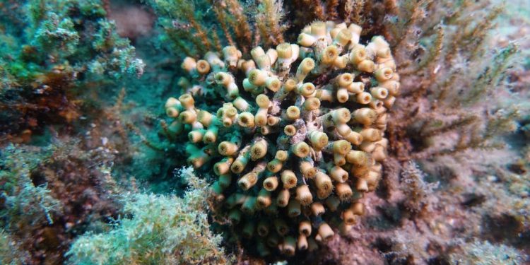 Zaklada za okoliš dalmatinskih otoka pokrenula crowdfunding kampanju za zaštitu koralja na otoku Ižu