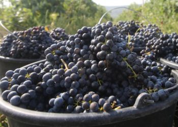 Zaključen stečaj nad OPG-om zbog kojeg su “ratovali“ inozemni berači