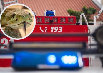 Zamislite da naiđete na zmiju u objektu. E upravo to se dogodilo jučer u Splitu, u pomoć su pozvani vatrogaci