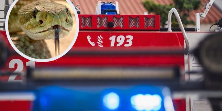Zamislite da naiđete na zmiju u objektu. E upravo to se dogodilo jučer u Splitu, u pomoć su pozvani vatrogaci