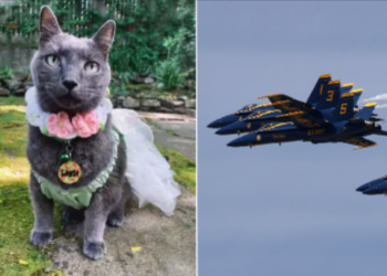 Žena iz Seattlea tuži plave anđele, tvrdeći da je vojne mlaznice traumatizirala svoju mačku koja umire