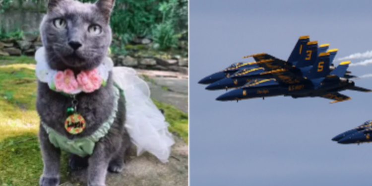 Žena iz Seattlea tuži plave anđele, tvrdeći da je vojne mlaznice traumatizirala svoju mačku koja umire