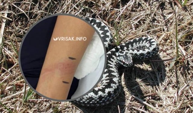 Ženu kod Širokog Brijega ugrizao poskok, upućena na liječenje u Mostar