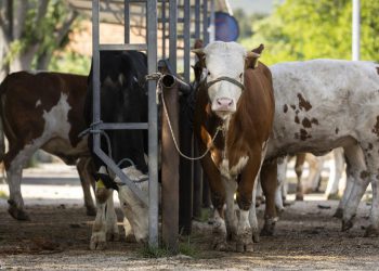 Životinje na svim OPG-ovima u okolici Knina ostaju bez vode, mogle bi početi umirati od žeđi: ‘Kriv je Grad’