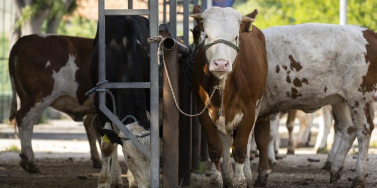 Životinje na svim OPG-ovima u okolici Knina ostaju bez vode, mogle bi početi umirati od žeđi: ‘Kriv je Grad’