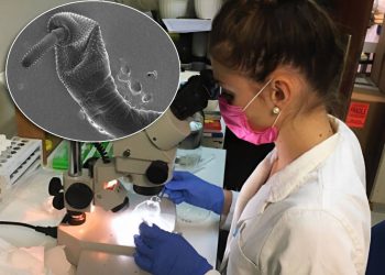 Znanstvenice s Ruđera prve u svijetu otkrile rijetkog nametnika iz ribe koji može pomoći u borbi protiv zagađenja toksičnim metalima!