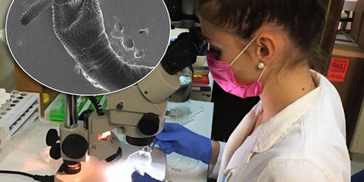 Znanstvenice s Ruđera prve u svijetu otkrile rijetkog nametnika iz ribe koji može pomoći u borbi protiv zagađenja toksičnim metalima!