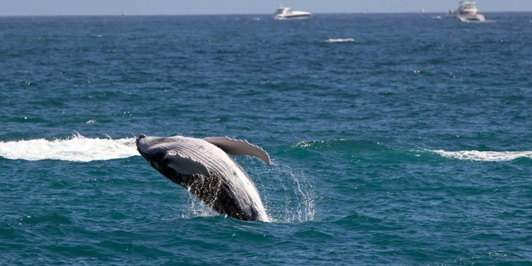 Znanstvenici rade kako bi razumjeli zašto su deseci kitova nedavno umrli na području zaljeva San Francisco