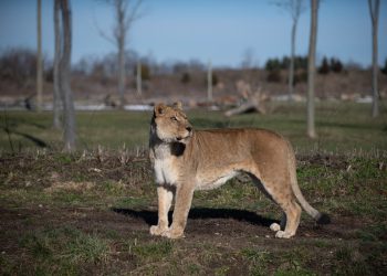 Zoološki vrt Ohio citiran nakon što su se slomila vrata koja su razdvojila dvije skupine lavova, što je dovelo do smrti lave