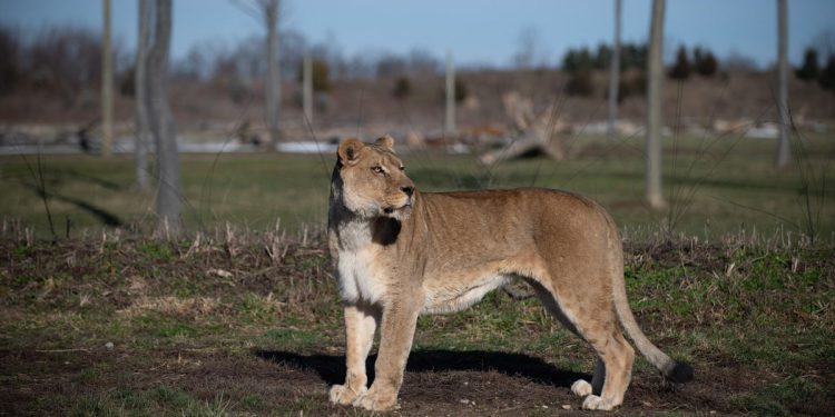 Zoološki vrt Ohio citiran nakon što su se slomila vrata koja su razdvojila dvije skupine lavova, što je dovelo do smrti lave