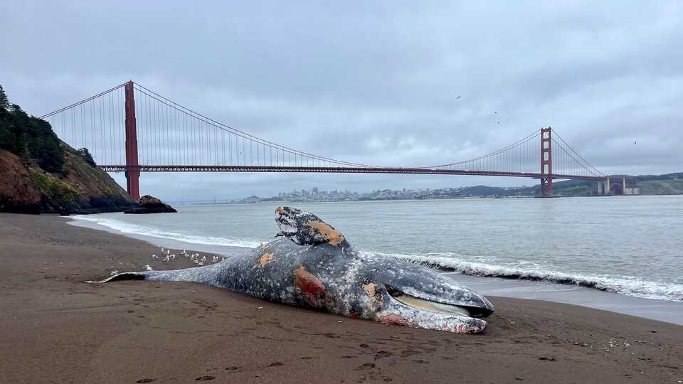 Mladi muški sivi kitovi naleti se na uvalu Kirby, na Marin Headlands u blizini San Francisca