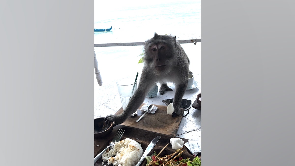 Majmun je na slici krađu prehrambenog artikala na plaži Bingin na Baliju, Indonezija.
