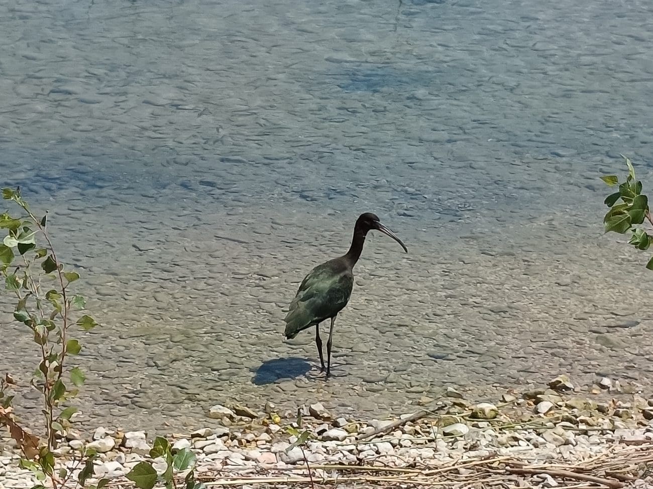 blistavi ibis  foto Marijana Cukrov