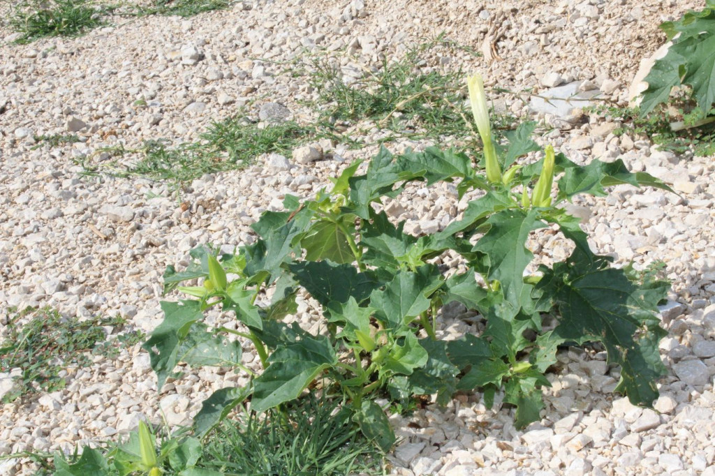 Konjic invazivne vrste