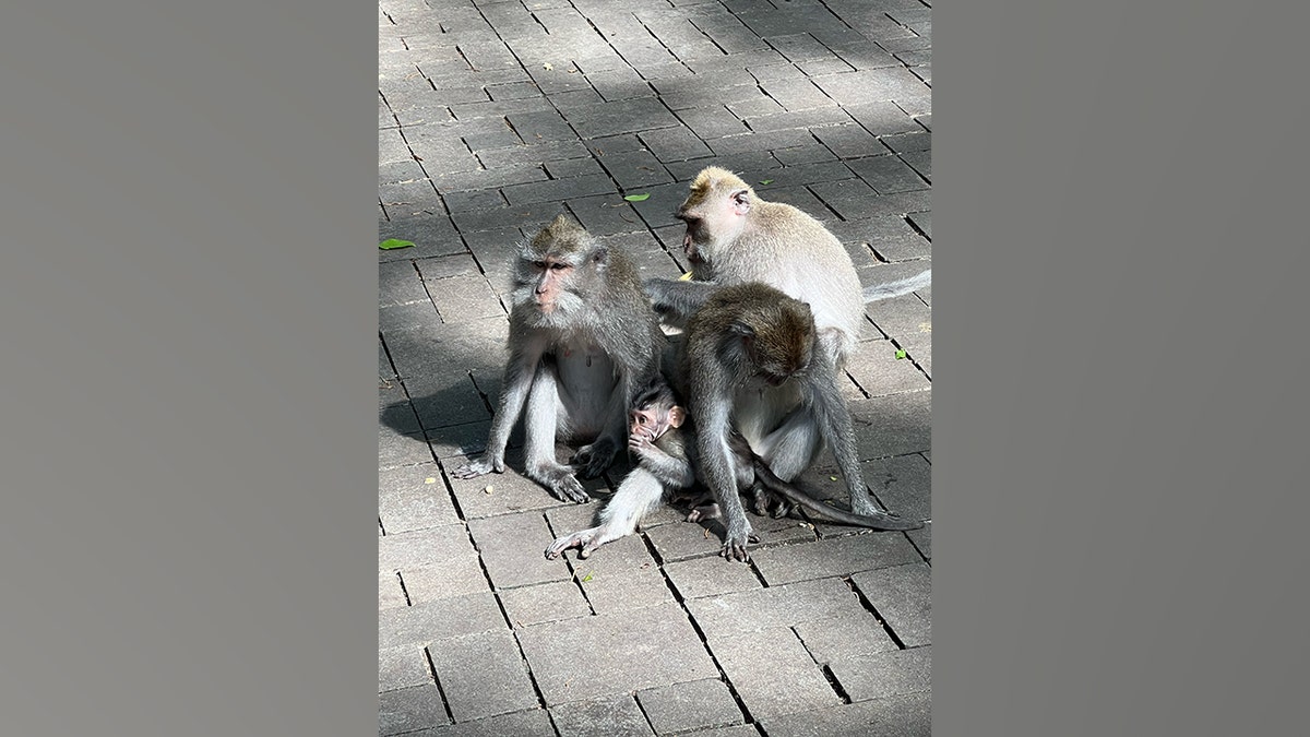 Majmuni se vide na Baliju, Indonezija.