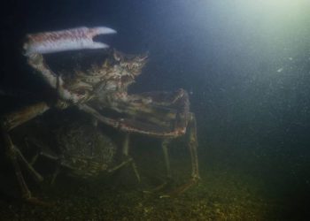 Mužjak je ženku čuvao iza sebe zaštićenu, dok se borio sa suparnikom!