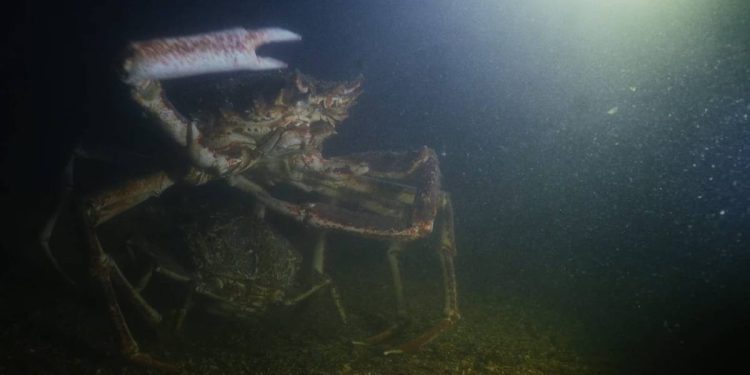 Mužjak je ženku čuvao iza sebe zaštićenu, dok se borio sa suparnikom!