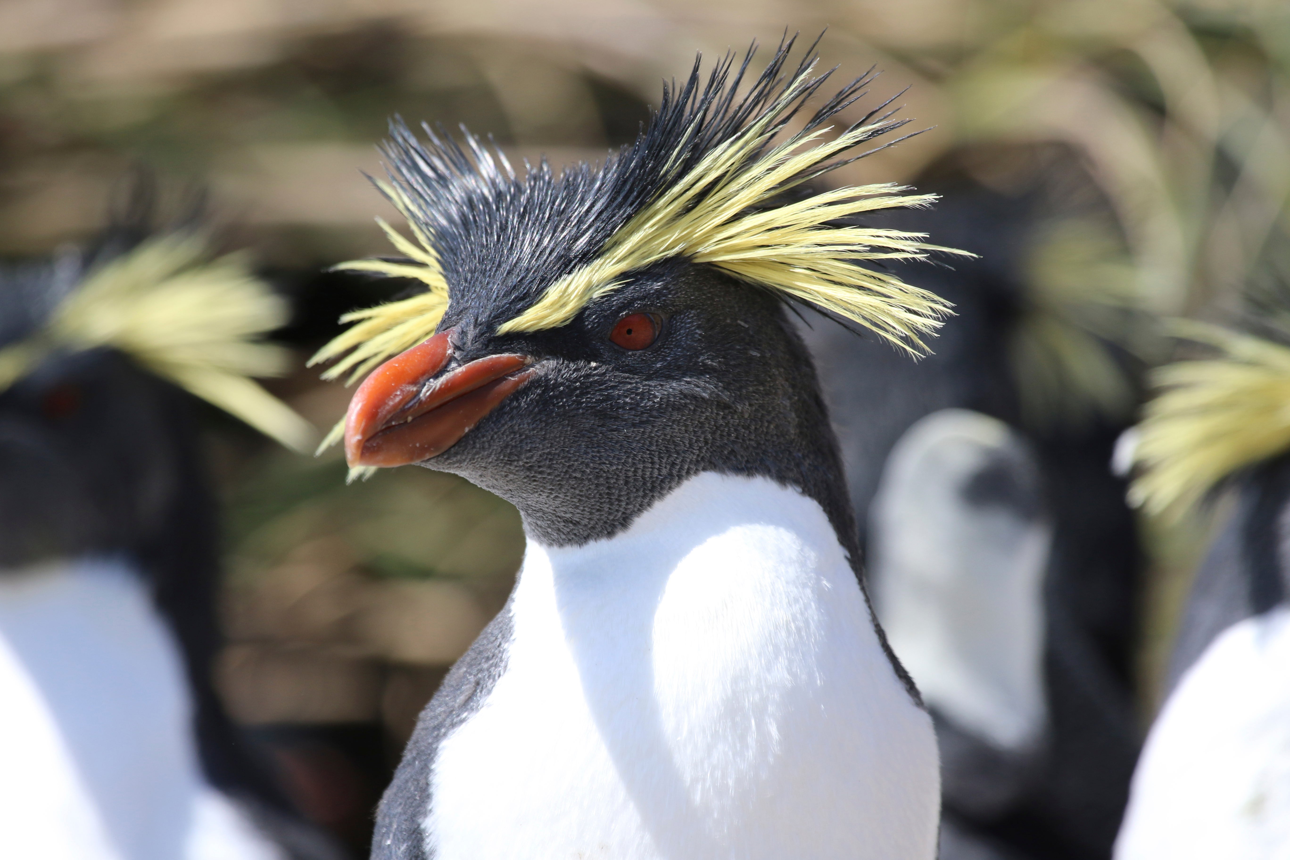 Sjeverni rockhopper pingvin na južnom Atlantičkom otoku Tristan da Cunha, gdje je radovi na očuvanju iz RSPB -a pod prijetnjom