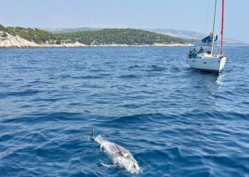 Policija istražuje smrt dupina u moru kod Splitskih vrata: "Postoje elementi kaznenog djela!"