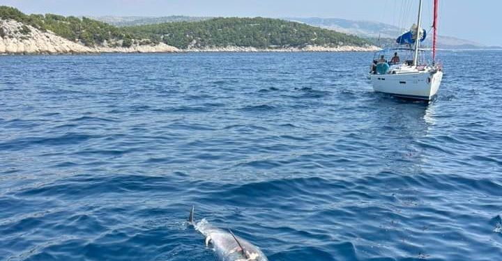 Policija istražuje smrt dupina u moru kod Splitskih vrata: "Postoje elementi kaznenog djela!"