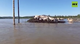 Ljetne poplave pustoši u ruskoj regiji na dalekom istoku (videozapisi)