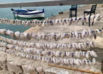 AKVAKULTURA Objavljena Državna potpora male vrijednosti za ZOI Malostonska kamenica i Novigradska dagnja